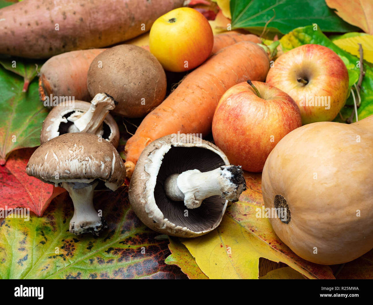 Seasonal vegetables placed on coloured autumn leaves. There are mushrooms, apples, sweet patato, butternut squash and carrots. Stock Photo