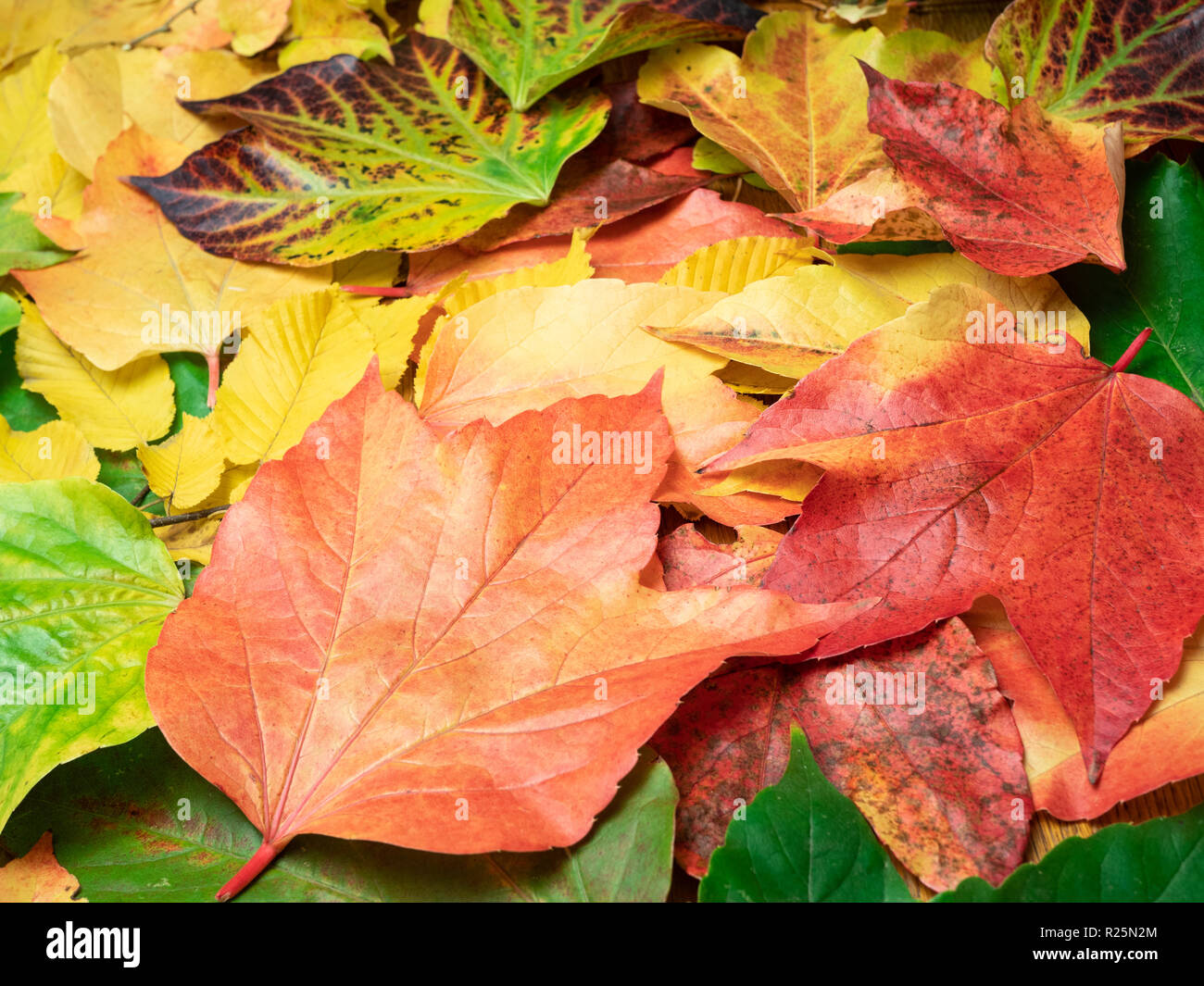 Leaves of all autumn colours (orange, red, yellow and green) are arranged on a table. Photographed indoors. Stock Photo