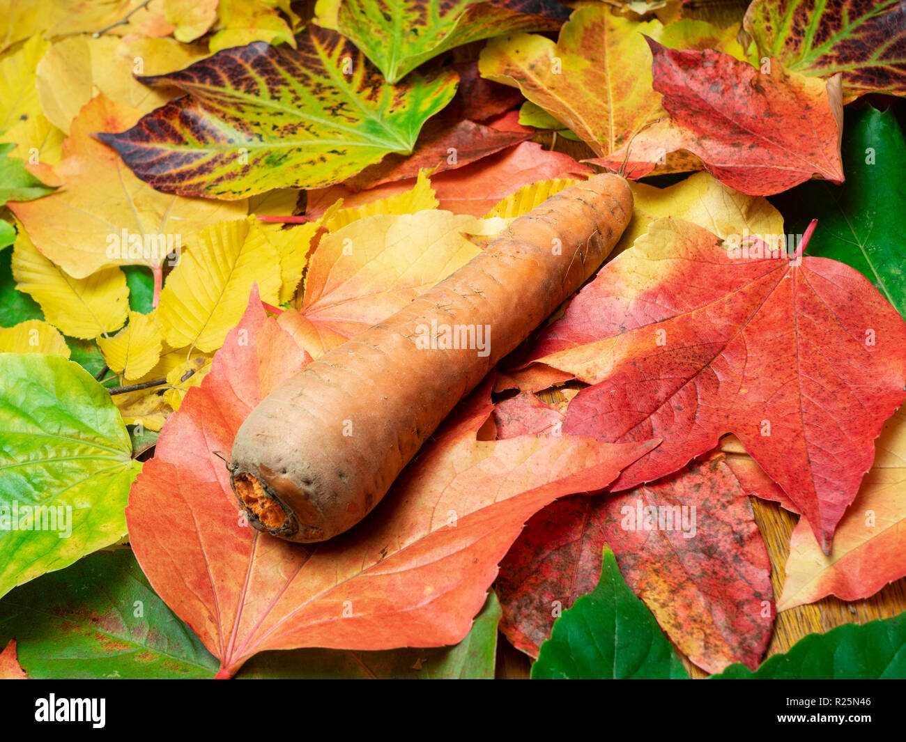 Carrot (seasonal vegetable) is placed on autumn leaves in green, red, orange and yellow colours. Close-up. Stock Photo