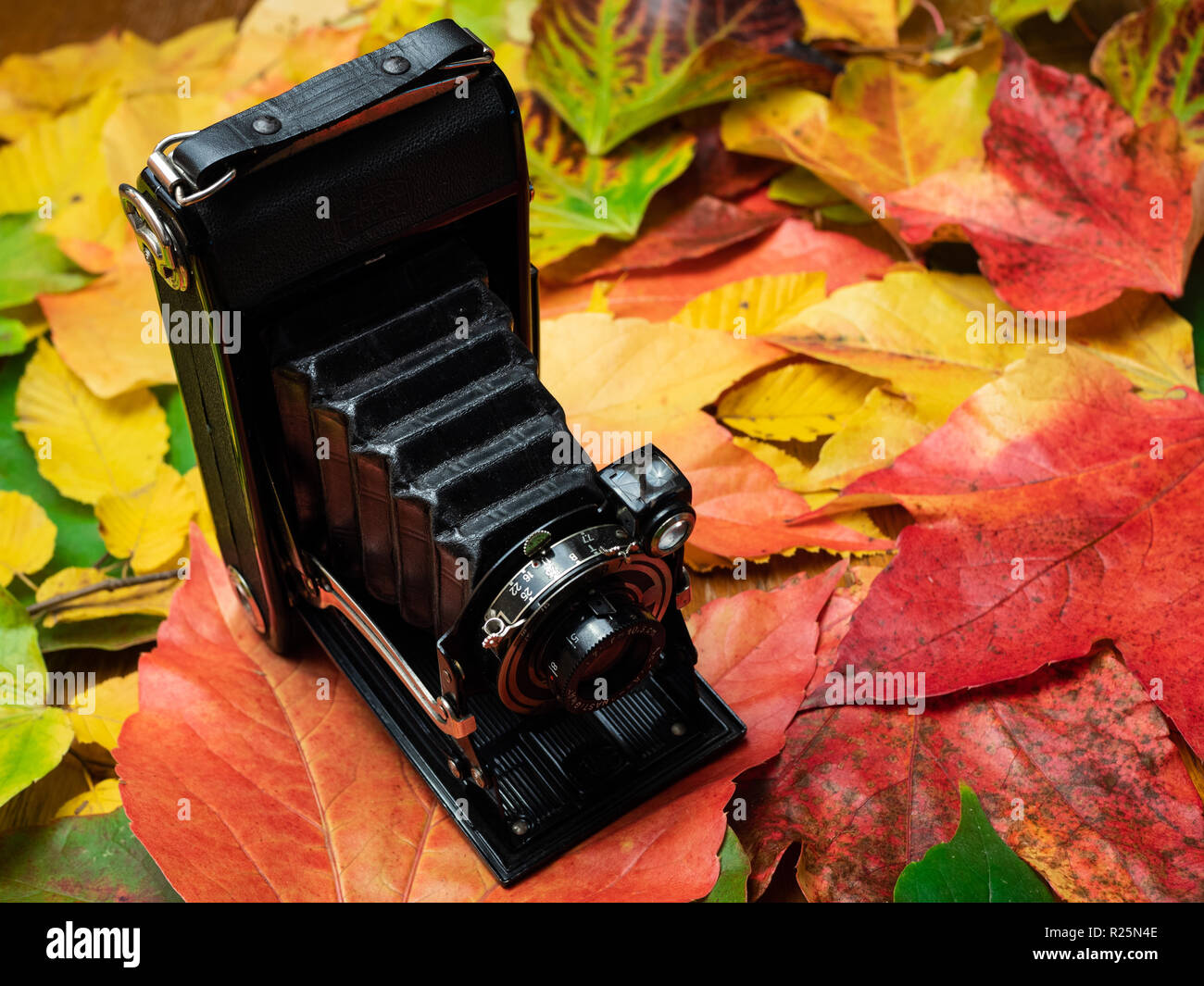 An folding camera on leaves of all autumn colours (orange, red, yellow and green). Arranged on a table. Photographed indoors. Stock Photo