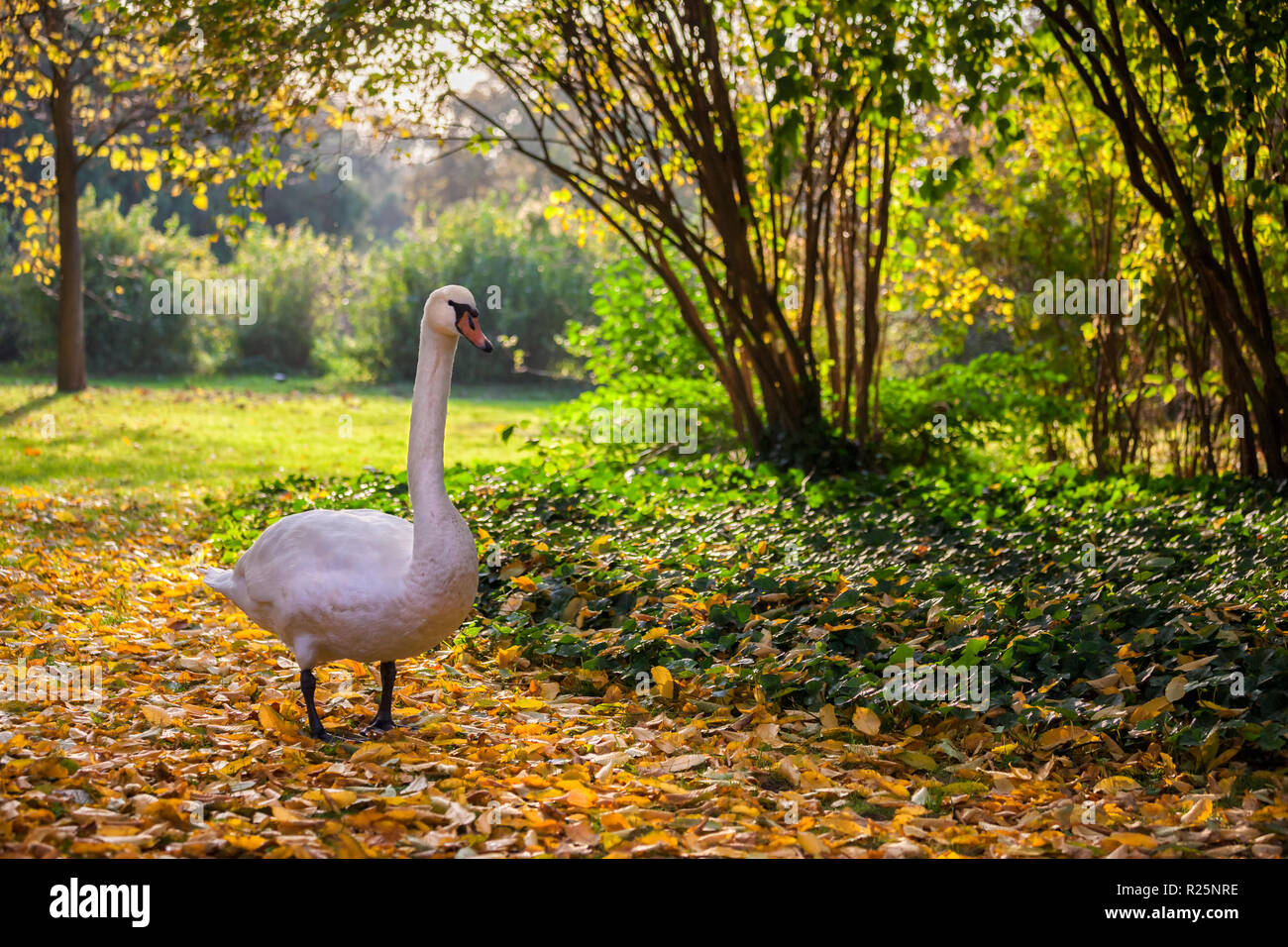 Swan stroll in fallen autumn leaves, tranquil scenery in Lazienki Park in Warsaw, Poland Stock Photo