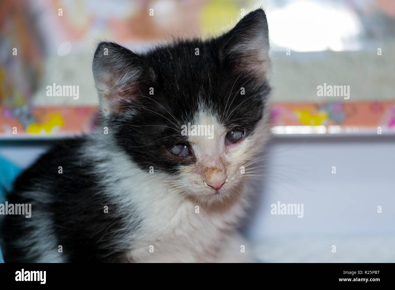 Kitten with conjunctivitis and corneal ulcer afte infection with herpesvirus Stock Photo