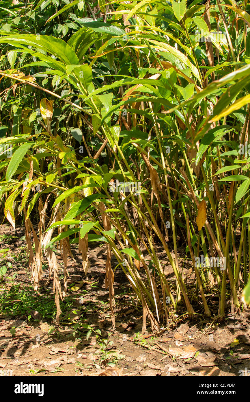 Cardamom plant hi-res stock photography and images - Alamy