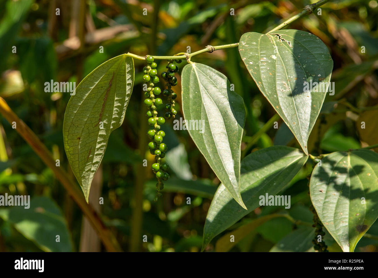 Black pepper india plant hires stock photography and images Alamy