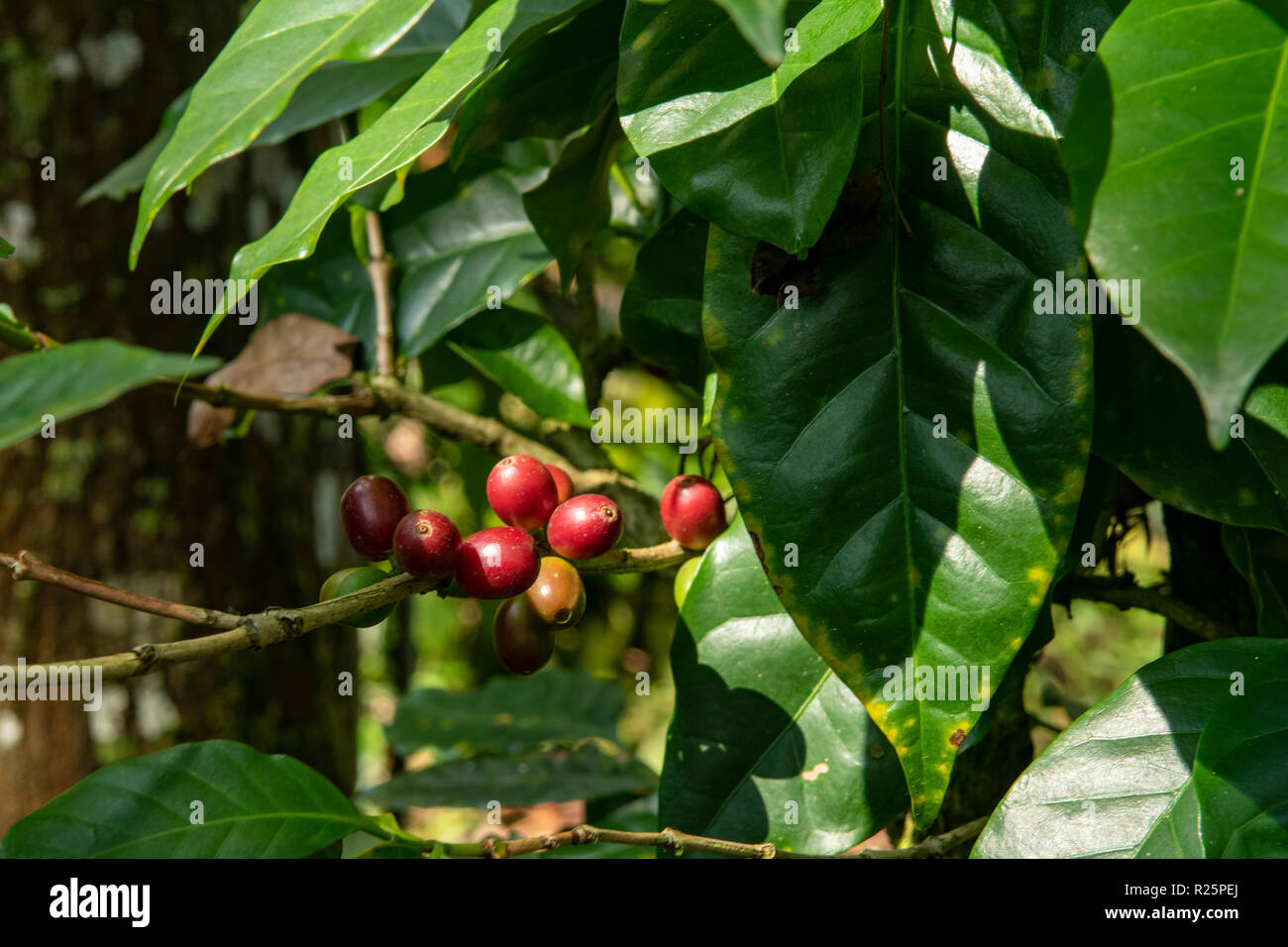 Coffea robusta hires stock photography and images Alamy