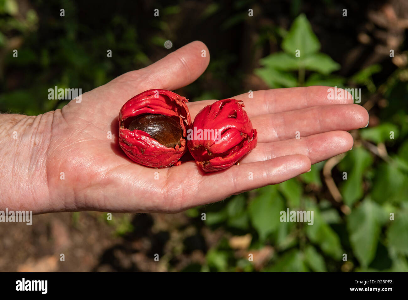 Nutmeg tree hires stock photography and images Alamy
