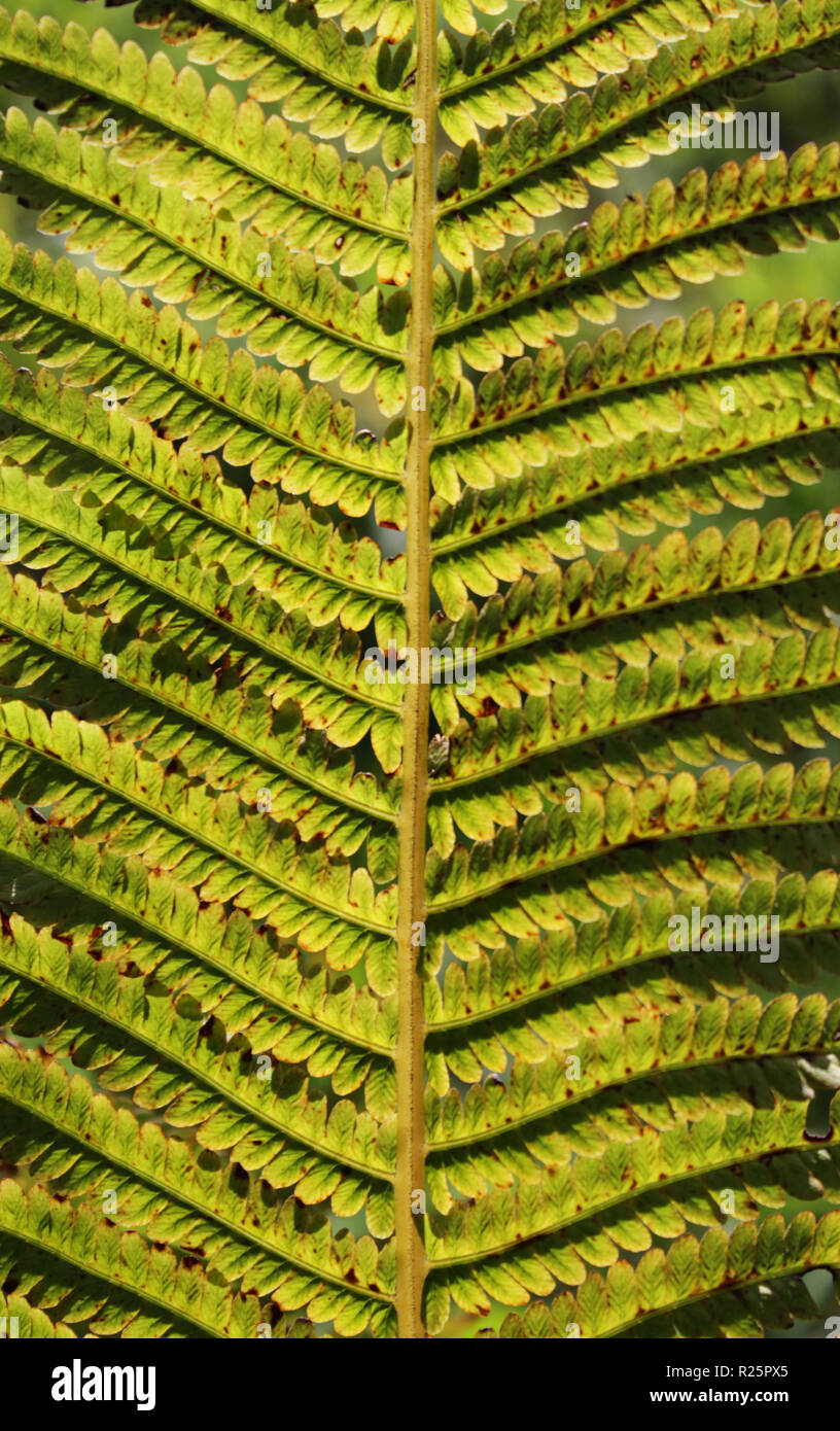 Nephrolepis exaltata The Sword Fern - a species of fern in the family Lomariopsidaceae Stock Photo