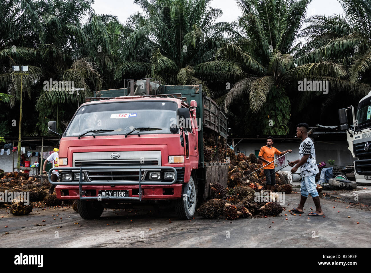Oil Palm Dealership Workers Unload A Truck Full Of Fresh Fruit Bunches They Have Just Collected From A Dealership Managed Plantation Air Kuning Perak Malaysia July 2018 Stock Photo Alamy