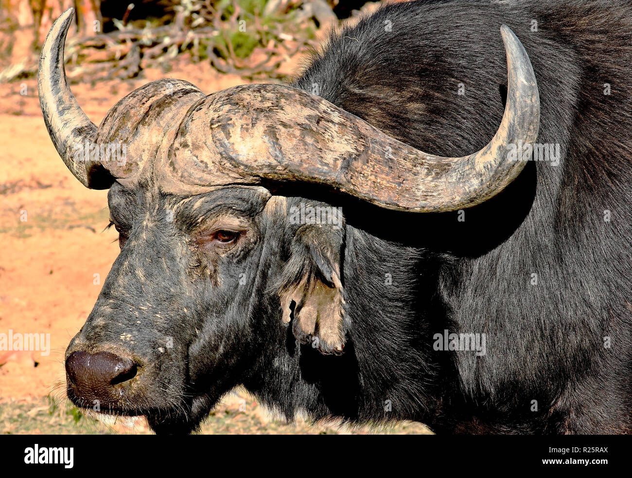 A big male Cape Buffalo looking deceptively docile as I get a little too close for his liking. Stock Photo