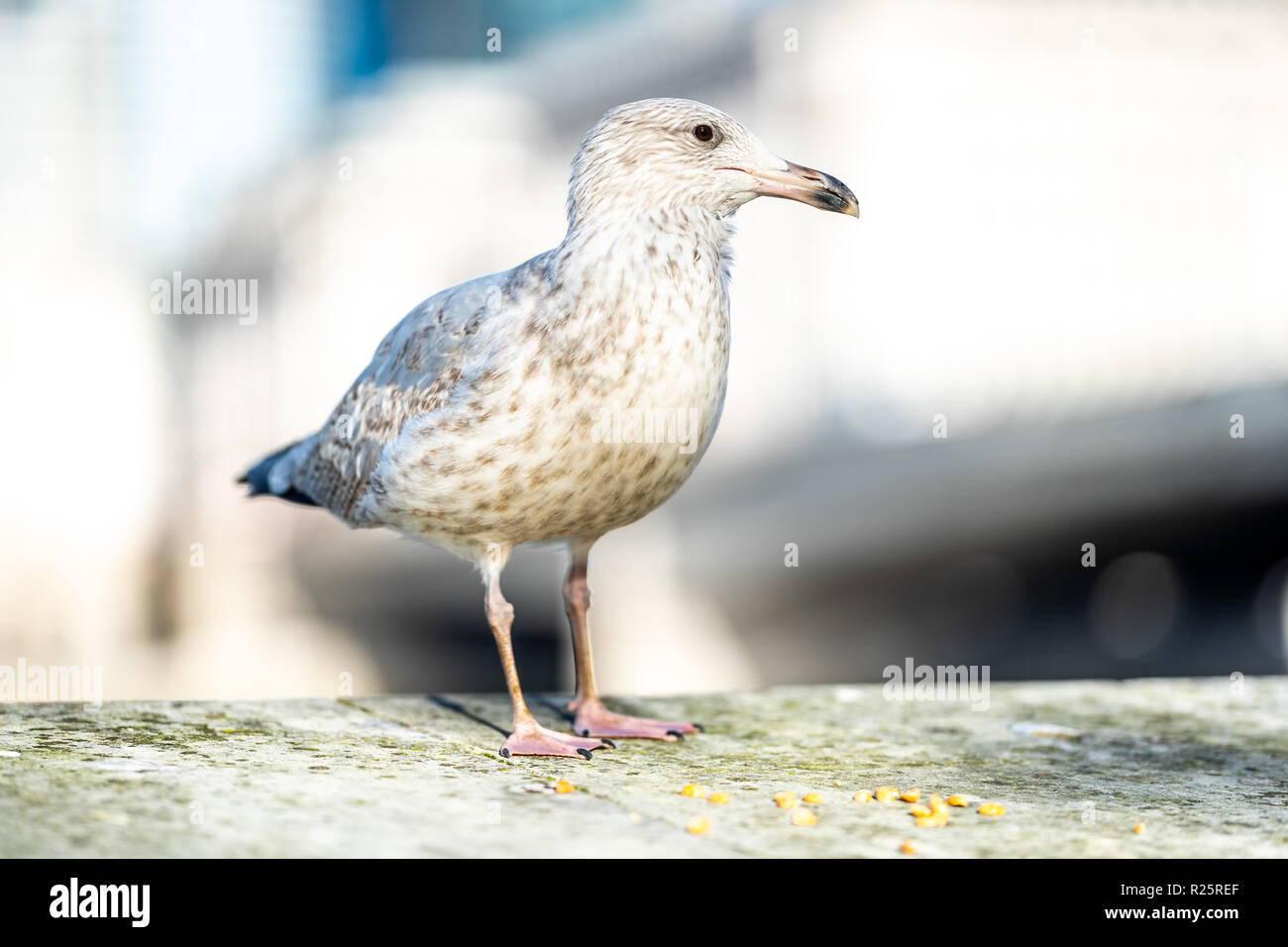 Seagull portrait with natural bokeh background. Close up view of white bird seagull sitting by the wall on a bright sunny day. Shallow dept of field Stock Photo