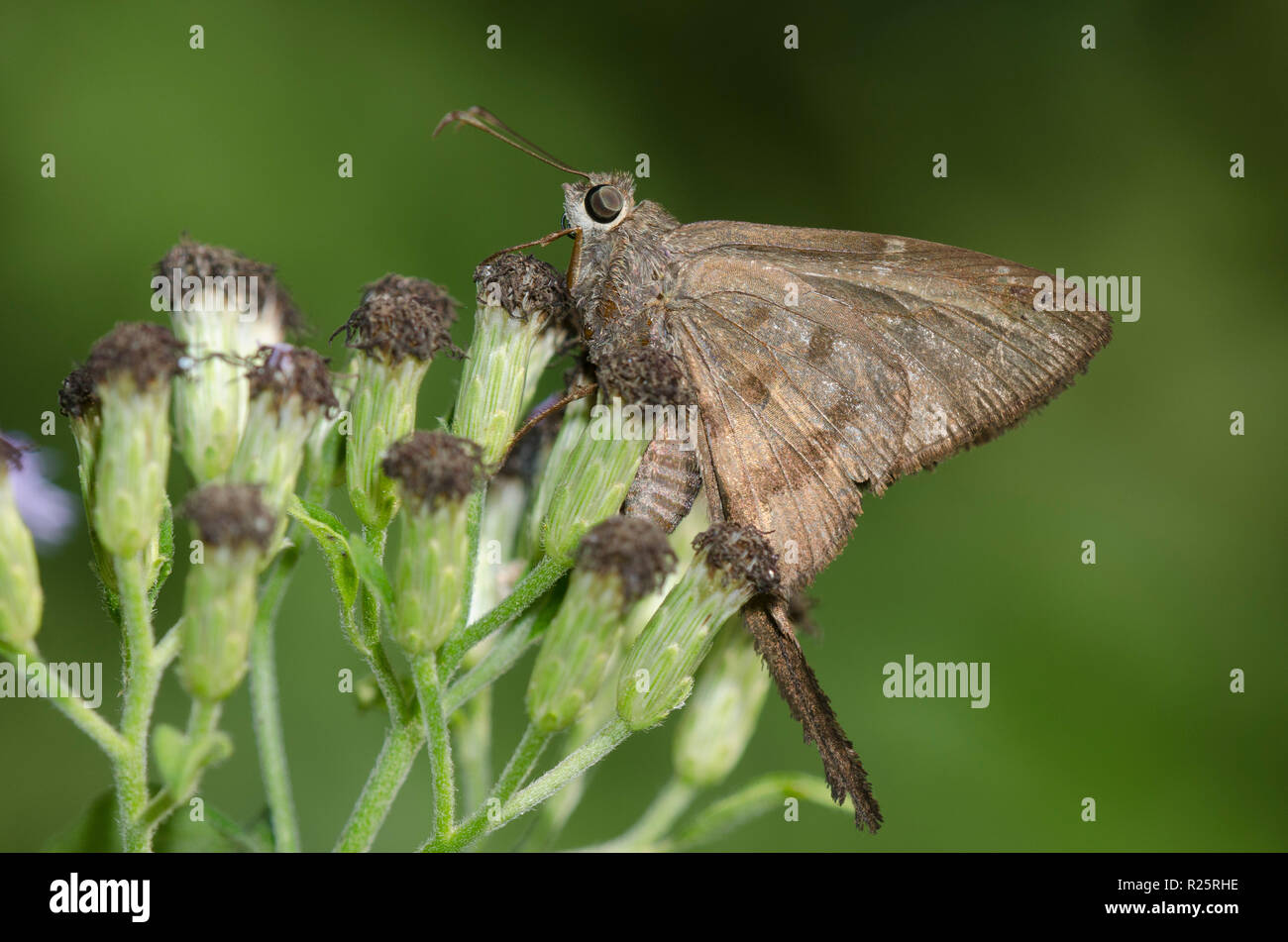 Brown Longtail, Spicauda procne Stock Photo