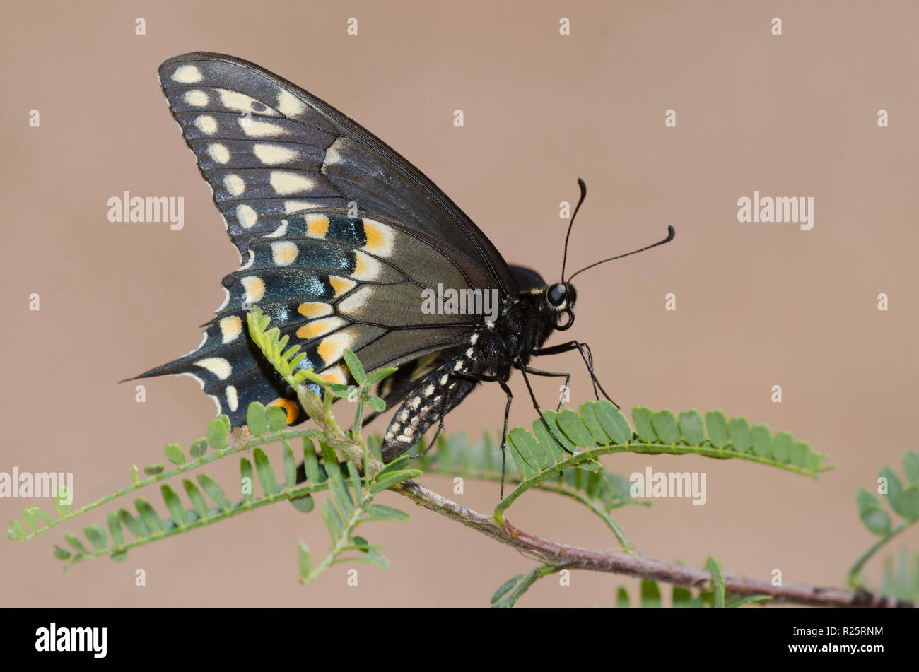 Black Swallowtail, Papilio polyxenes Stock Photo