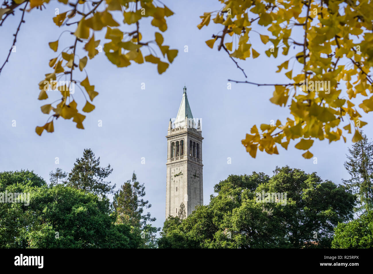 The top of Sather tower (The Campanile) rising above the trees and framed by ginkgo autumn colored leaves, on a blue sky background, UC Berkeley, San  Stock Photo