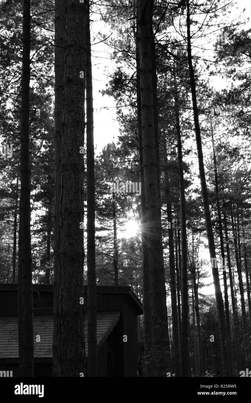 Pine trees Black and White Stock Photos & Images - Alamy