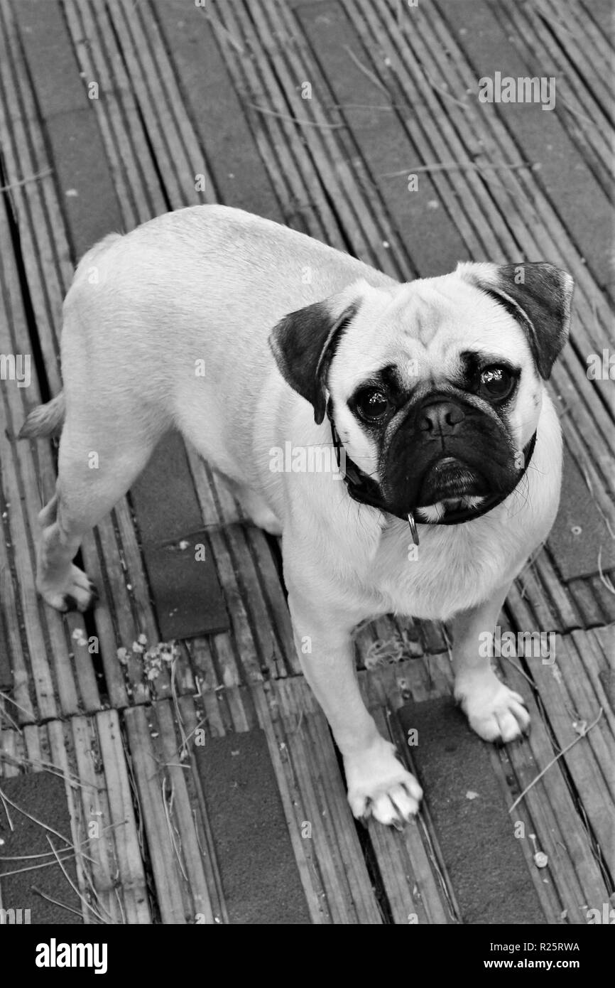 Old Pug Stock Photos & Old Pug Stock Images Alamy