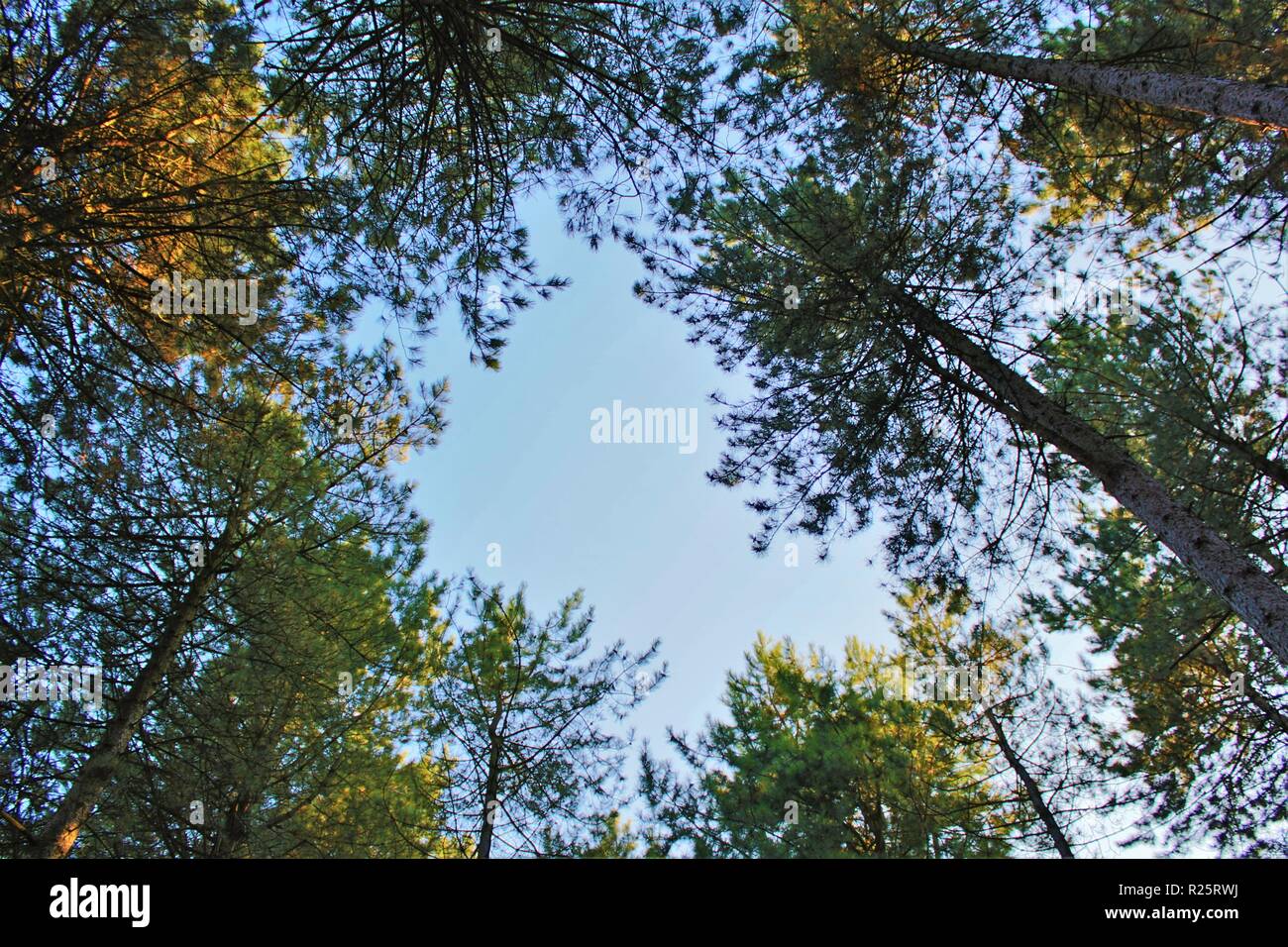 Tall thin pine trees hires stock photography and images Alamy