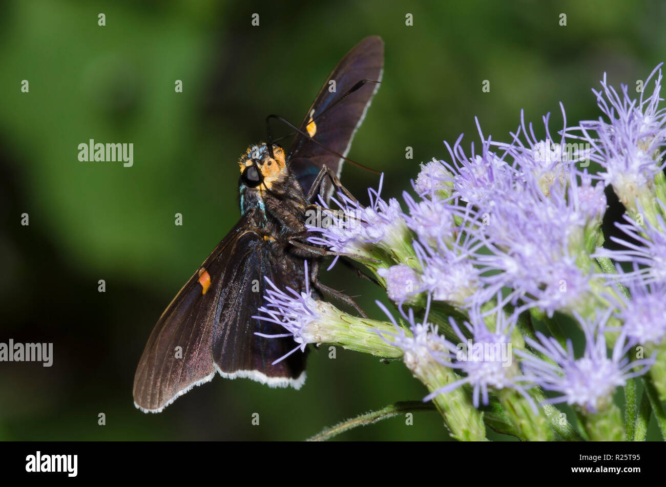Polybius hi-res stock photography and images - Alamy