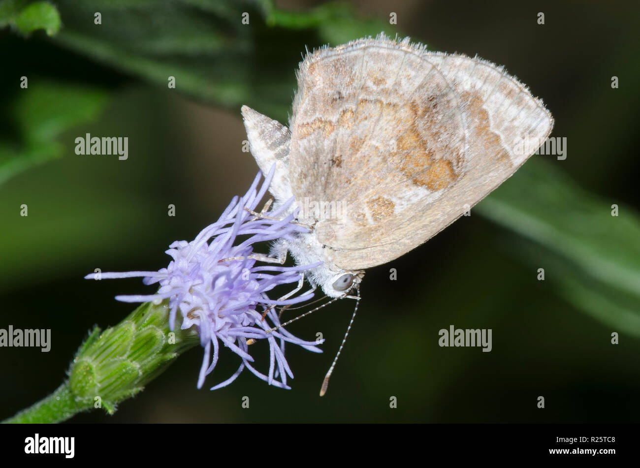 Lantana Scrub-Hairstreak, Strymon bazochii, on mist flower, Conoclinium sp. Stock Photo
