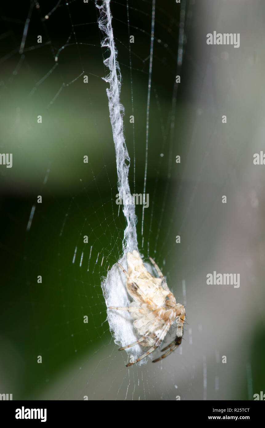 Orb Weaving Spider, Allocyclosa bifurca, with stabilimentum Stock Photo