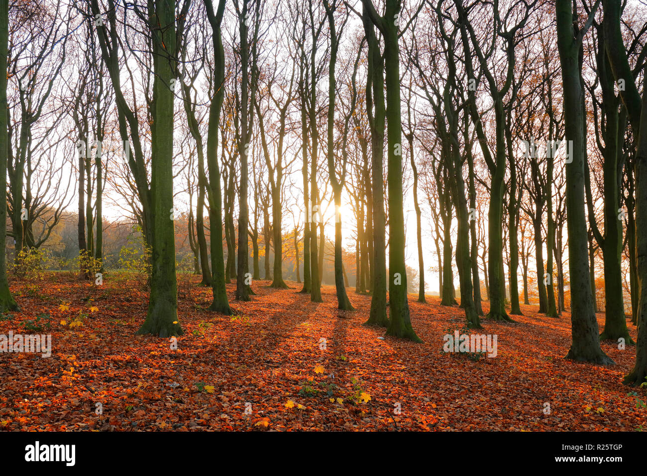 A golden carpet of leaves in woodland in Leeds. Stock Photo