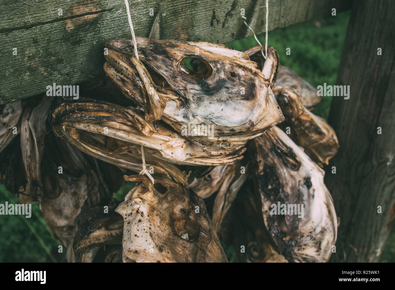 Bundle of dried fish heads, Lofoten Islands, Norway Stock Photo Alamy
