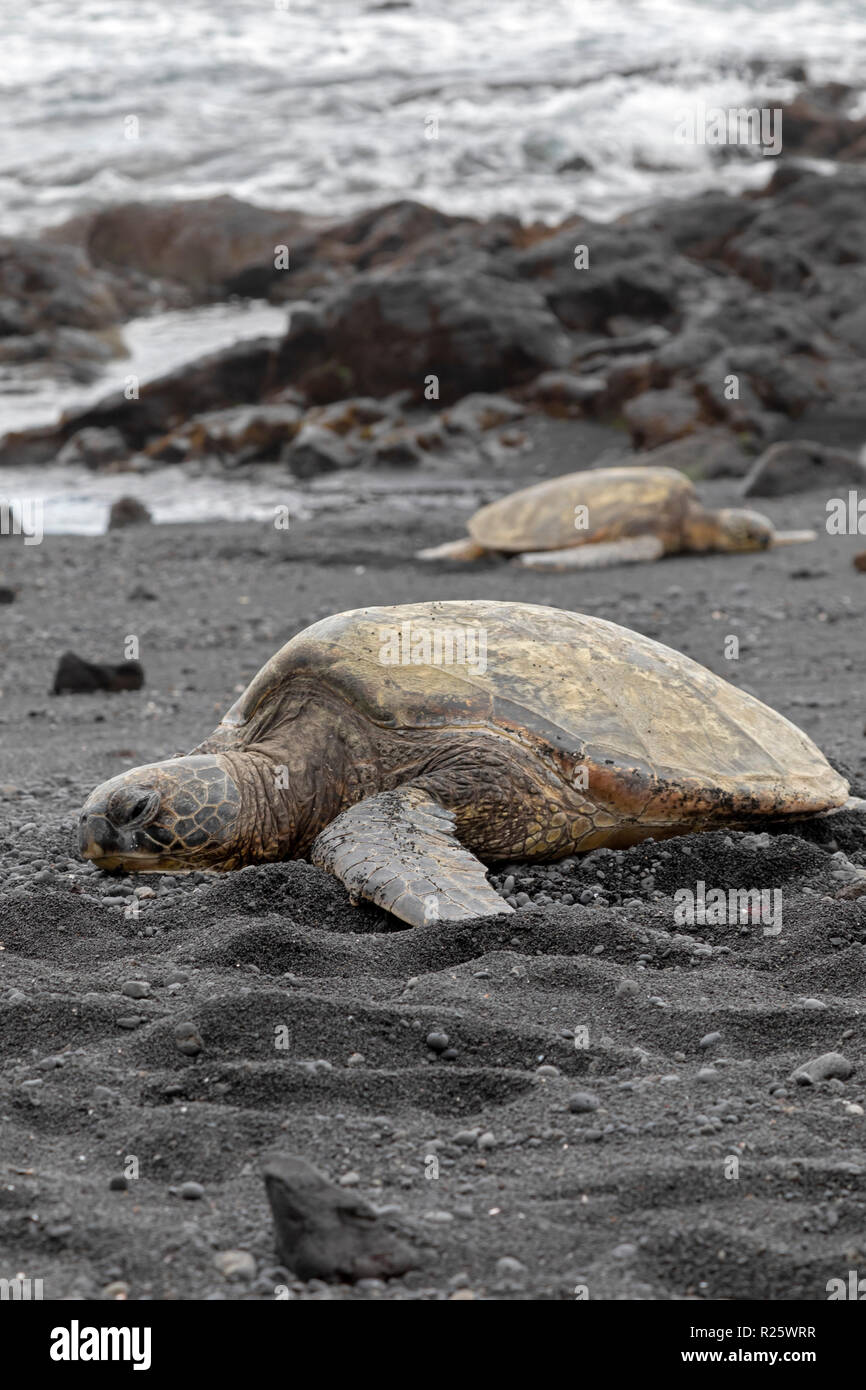 Punaluu, Hawaii - Hawaiian Green Sea Turtles basking on the sand at Punaluu Black Sand Beach. Stock Photo