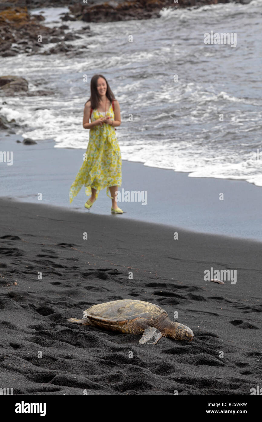 Punaluu, Hawaii - A visitor watches a Hawaiian Green Sea Turtle basking on the sand at Punaluu Black Sand Beach. Stock Photo