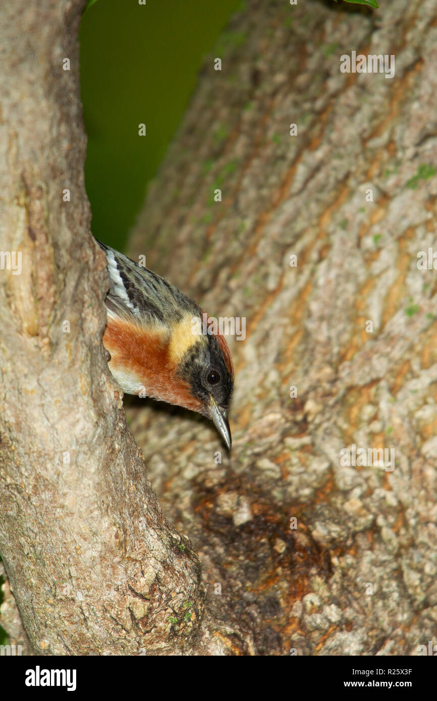 Bay-breasted Warbler (Dendroica castanea) , male , breeding plumage Stock Photo
