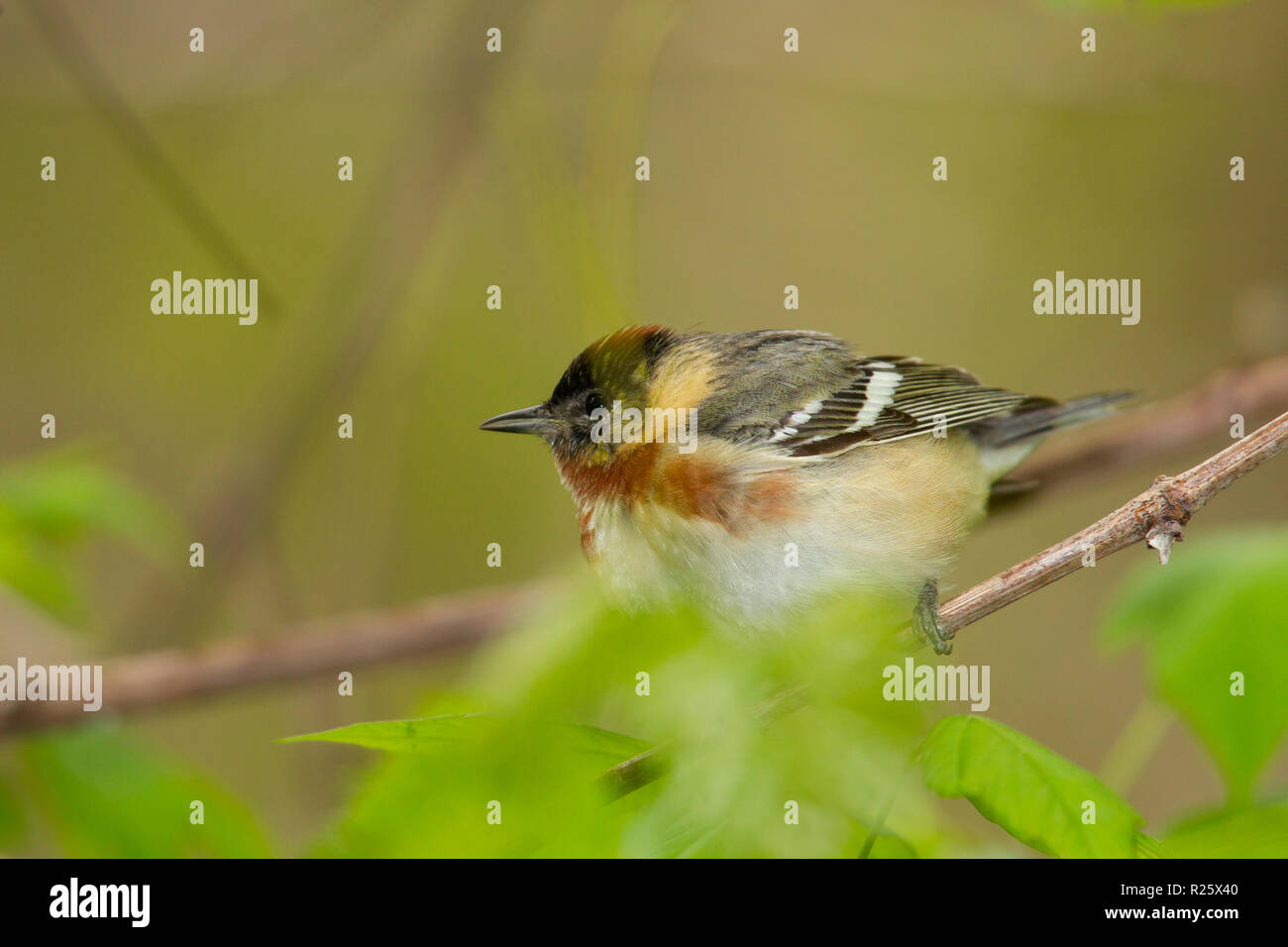 Bay-breasted Warbler (Dendroica castanea) , male , breeding plumage Stock Photo