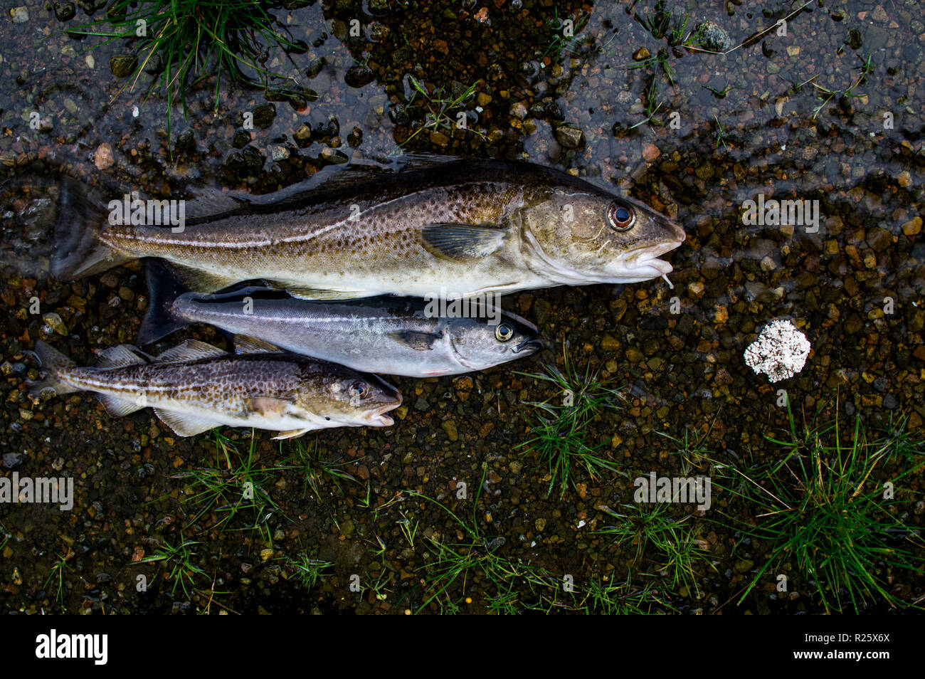 Three fishes cod and pollock, Lofoten Islands, Norway Stock Photo Alamy