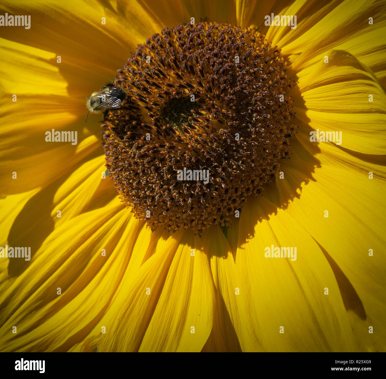 Bee with Sunflower Kelowna BC Canada Stock Photo