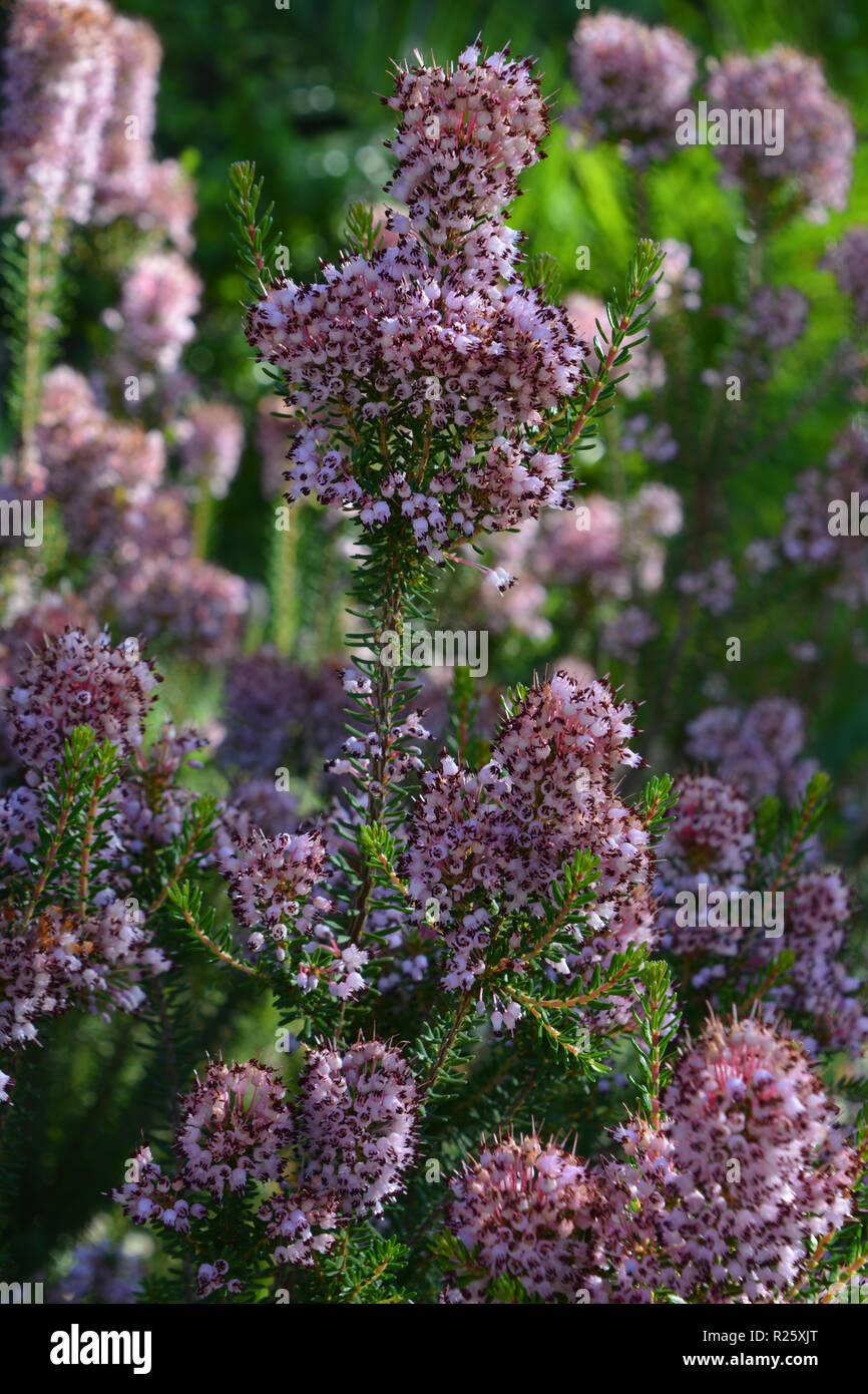 Tiny pink flowers on heather growing wild in the Mediterranean Stock Photo