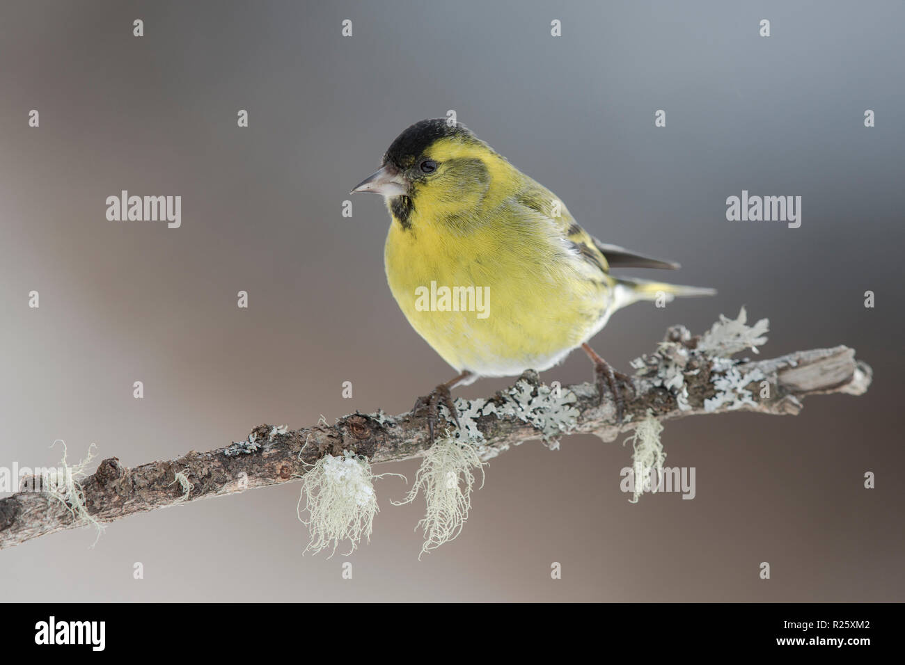 Eurasian siskin (Carduelis spinus) male sitting on branch in winter, Stubai Valley, Tyrol, Austria Stock Photo