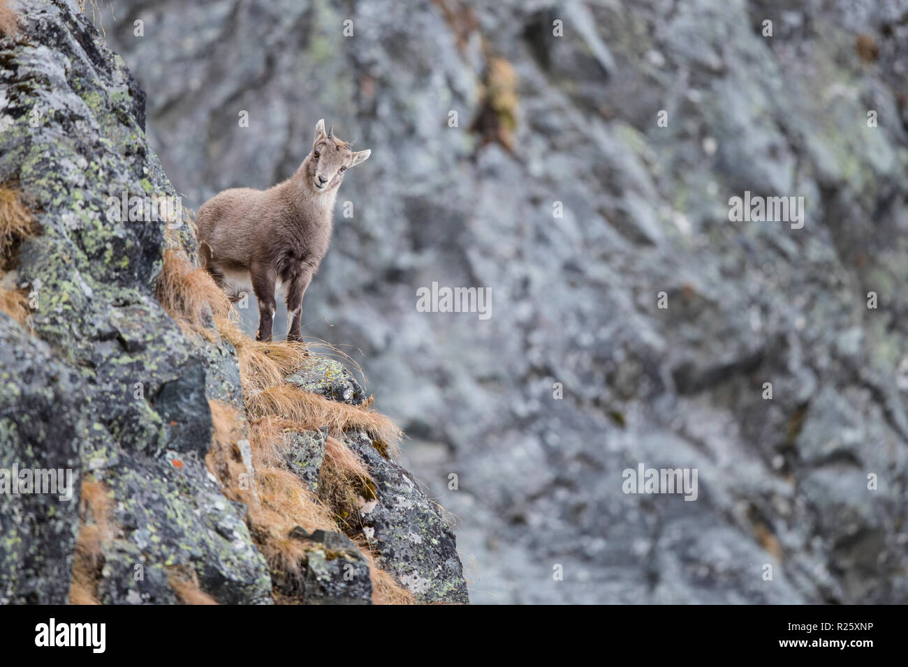 Alpine Ibex (Capra Ibex), young animal, Stubai Valley, Tyrol, Austria Stock Photo
