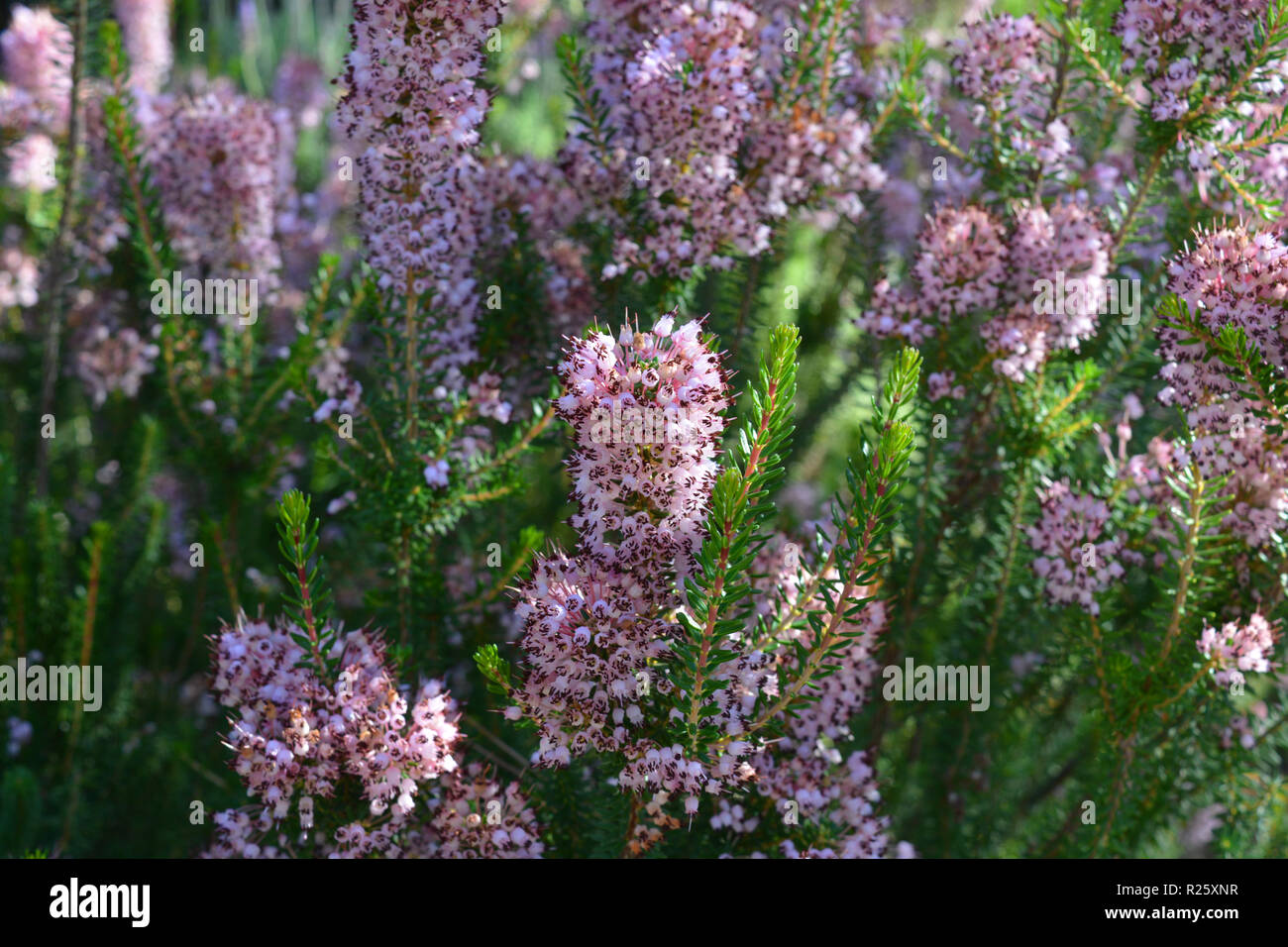 Tiny pink flowers on heather growing wild in the Mediterranean Stock Photo