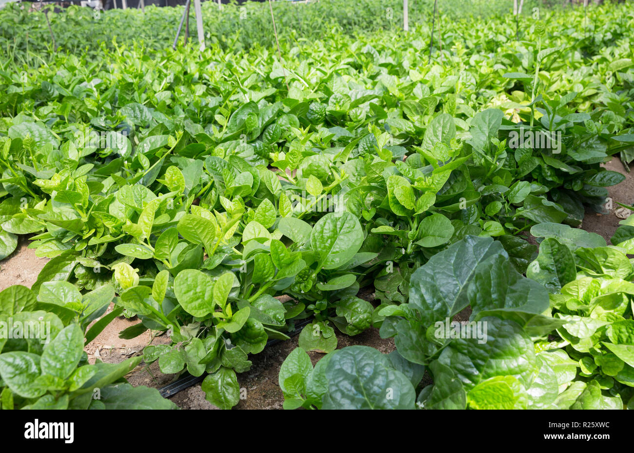 Image of seedlings of Malabar Spinach growing in sunny greenhouse Stock
