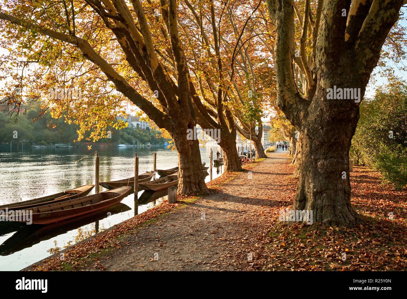 Plane treesallee (Platanus) along the banks of the Rhine near Schaffhausen, Canton Schaffhausen, Switzerland Stock Photo
