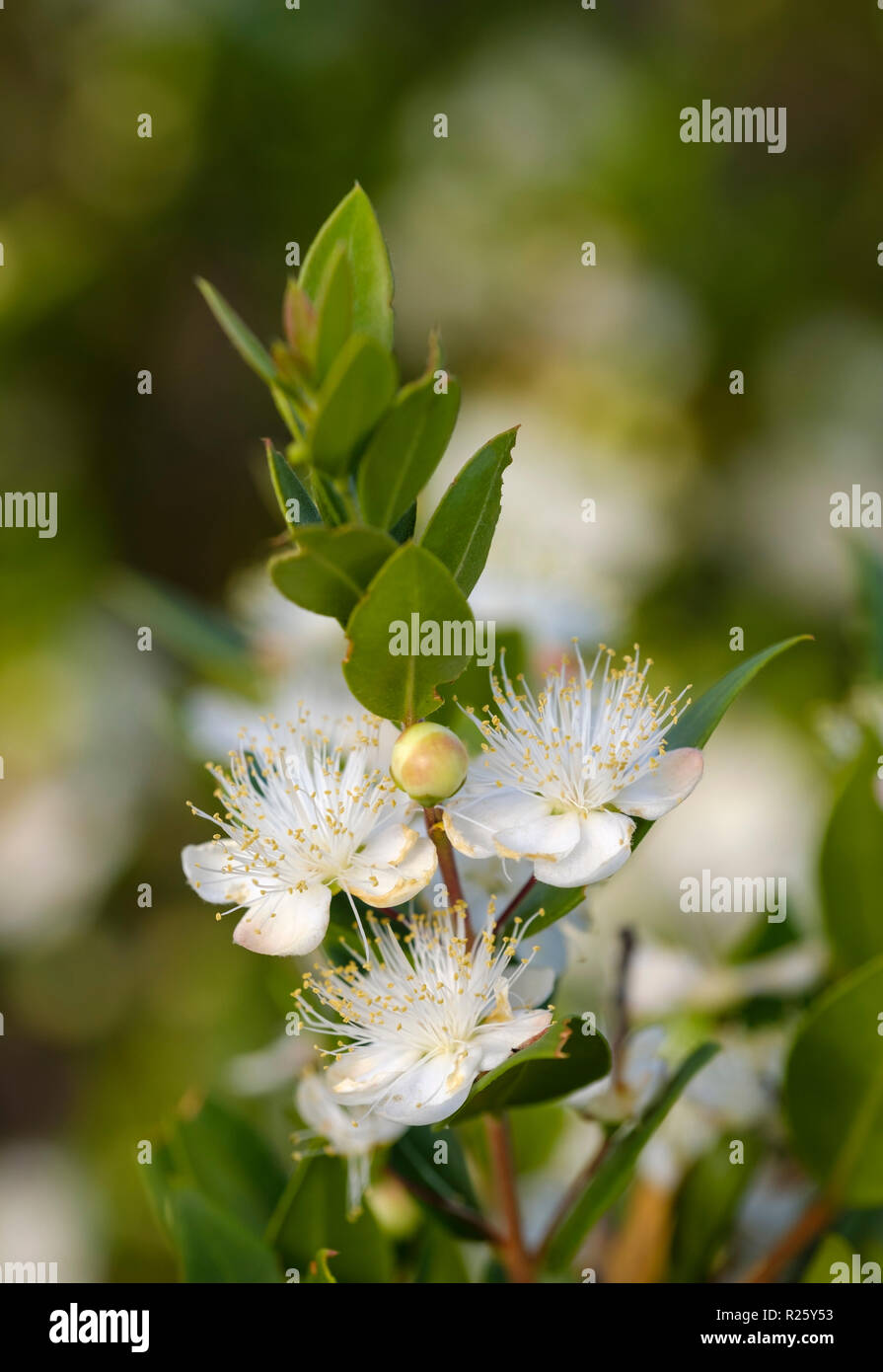 Flowers of myrtle (Myrtus communis), Montenegro Stock Photo