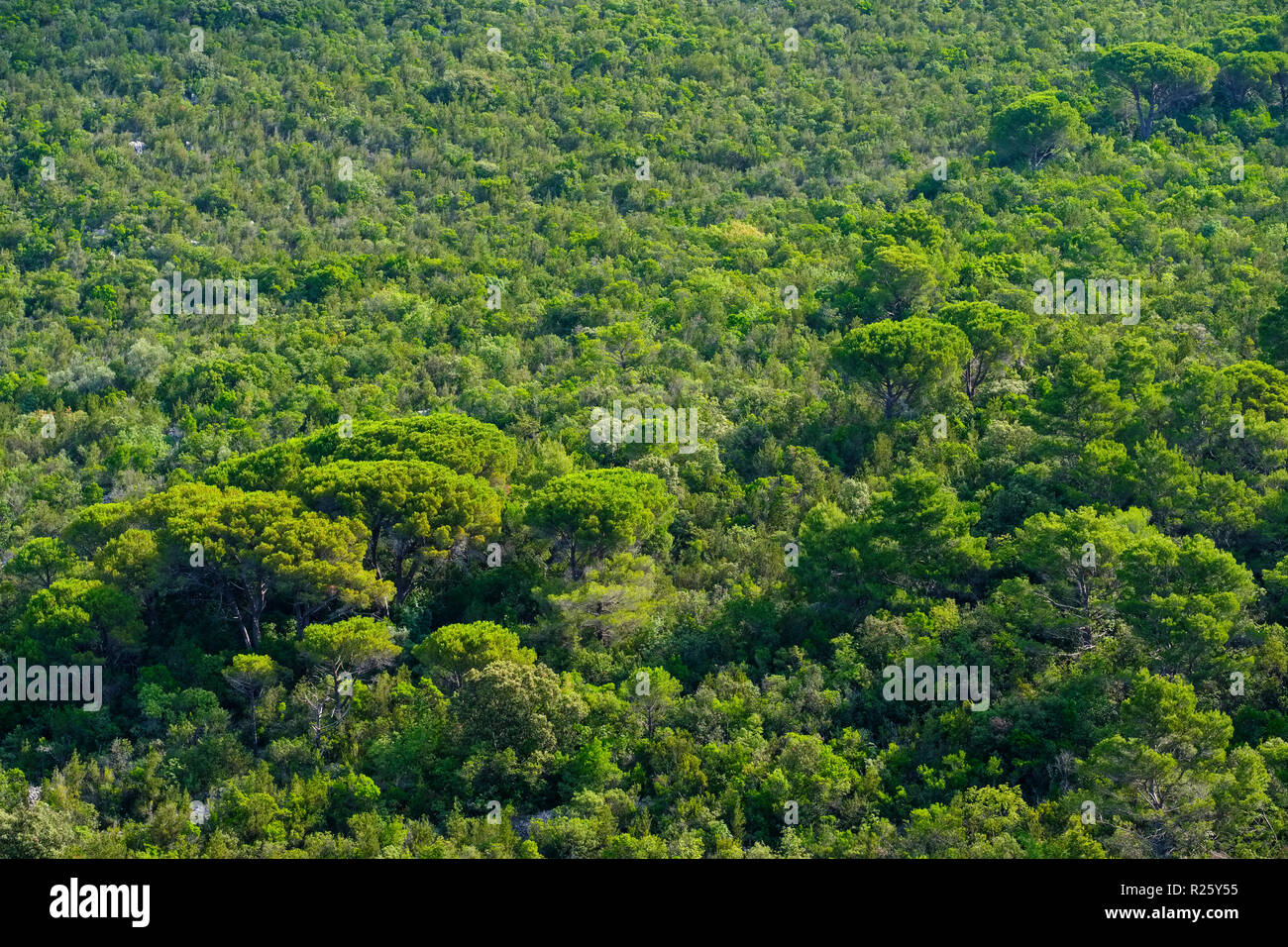 Wooded hillside, Lustica peninsula, Luštica, Montenegro Stock Photo