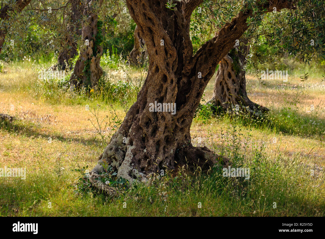 Olive grove, Lustica peninsula, Montenegro Stock Photo