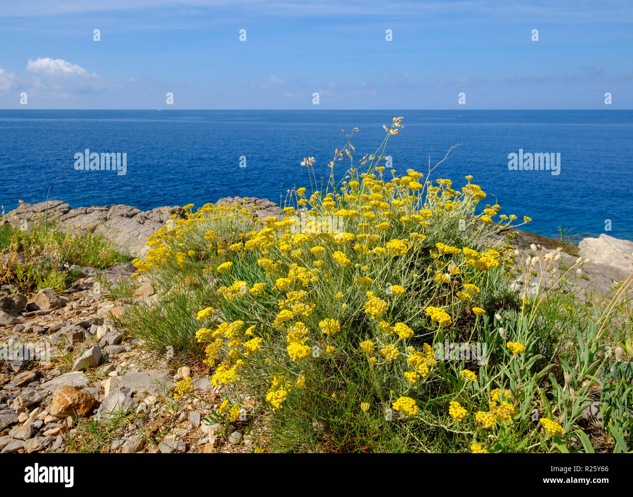 Helichrysum stoechas (Helichrysum stoechas), Lustica Peninsula, Montenegro Stock Photo