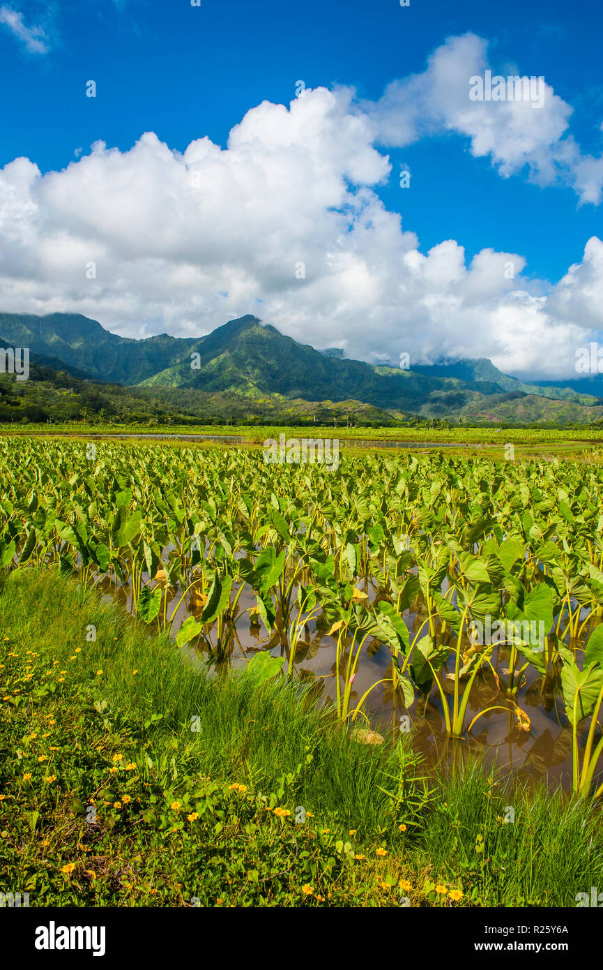 Taro fields near Hanalei on the island of Kauai, Hawaii, USA Stock Photo