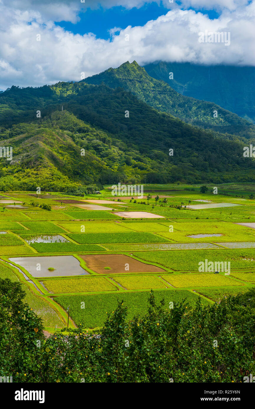 Taro fields near Hanalei on the island of Kauai, Hawaii, USA Stock Photo