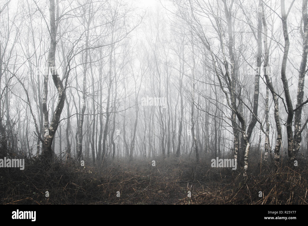 A spooky forest of birch trees on a foggy winters day. With a cold, muted edit Stock Photo
