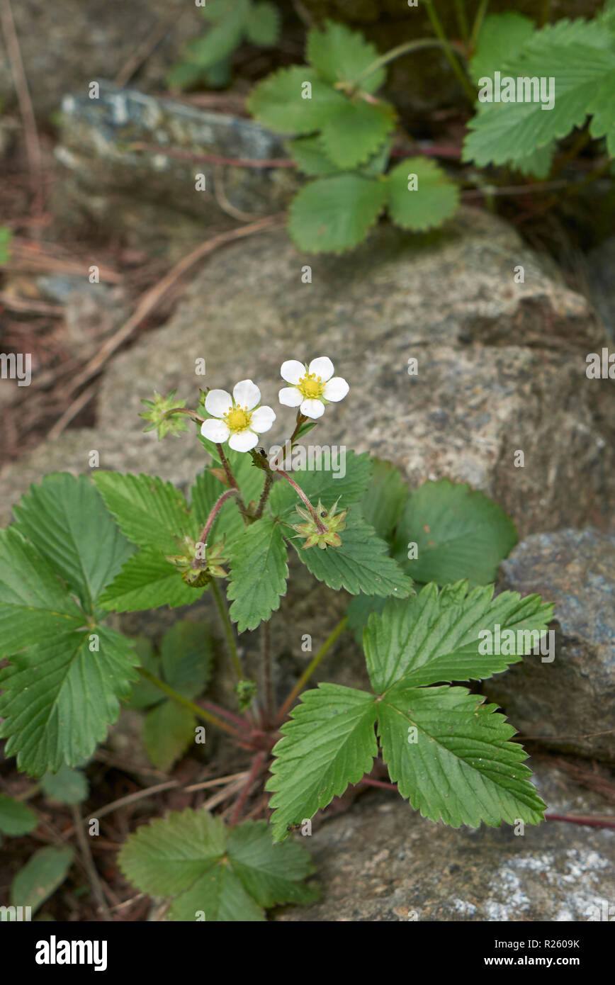 wild strawberry in bloom Stock Photo - Alamy