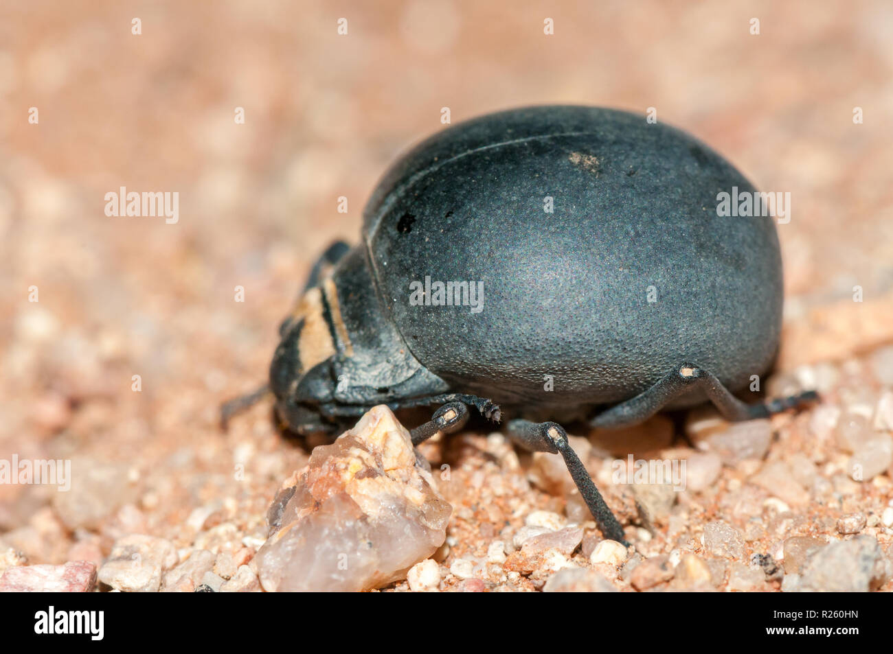 Epsphysa sp, beetle, Namibia Stock Photo