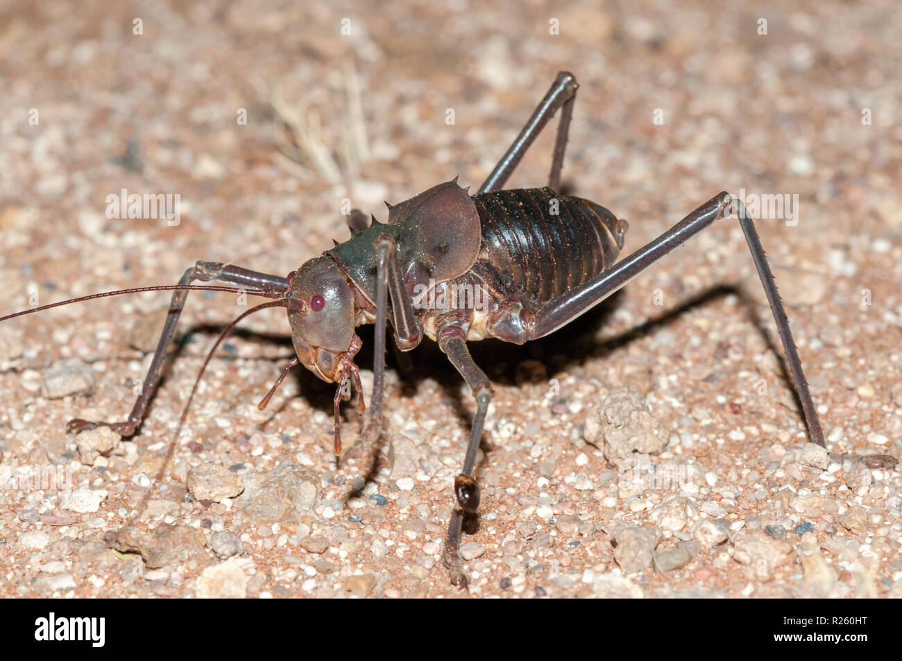Armoured Ground Cricket, Acanthoplus longipes, Namibia Stock Photo
