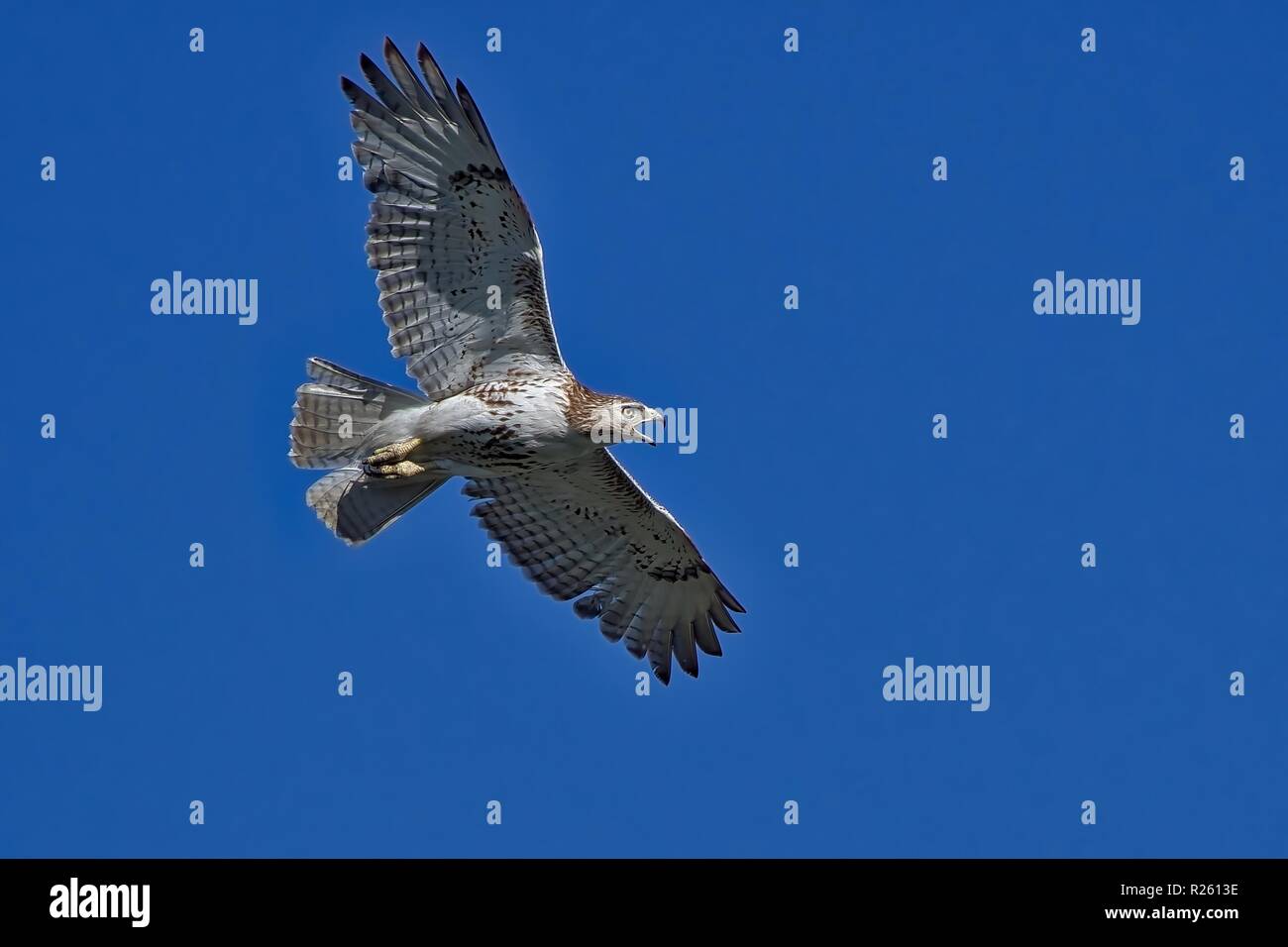 Red Tail Hawk in flight Stock Photo - Alamy