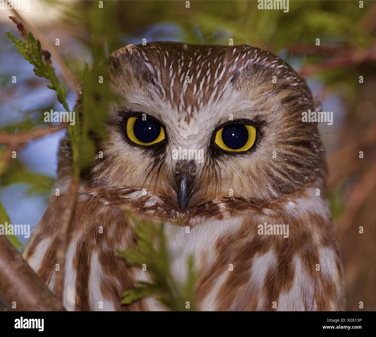 Saw whet Owl portrait Stock Photo