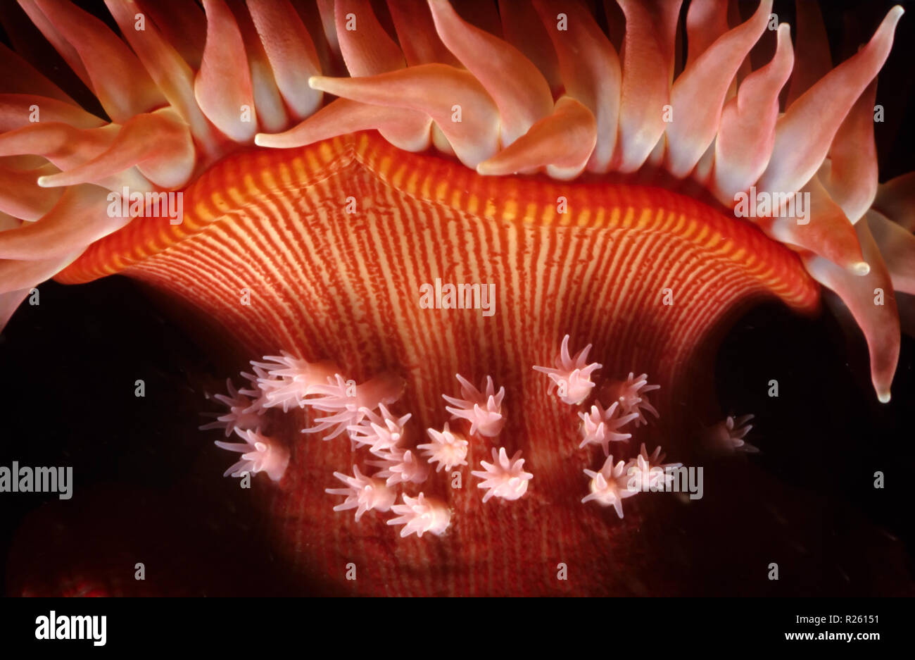 Sea anemone reproduction hi-res stock photography and images - Alamy